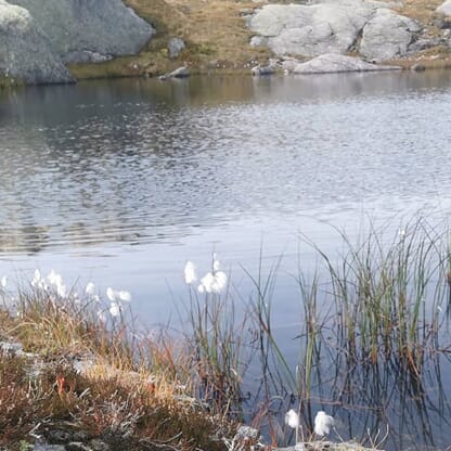 Info konsesjonskraft og kraftleverandør frå 01.01.2026